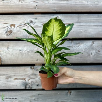 Dieffenbachia (Diefenbachia škvrnitá) ´CAMILLA´, kont. C1L, výška: 30-40 cm
